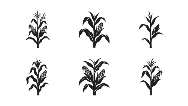 Set of six corn plant icons in flat black vector style.