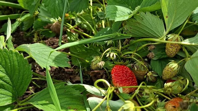 Ripe red strawberries and unripe fruits grow in the summer garden.