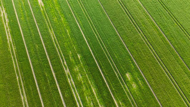 Wheat and barley field poor vegetation with patchy green zones and dry soil strips. Agricultural land showing crop failure and drought conditions. Farming crisis with reduced harvest and weak crop