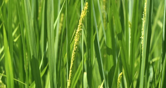 fresh young ear of  rice  in paddy  field