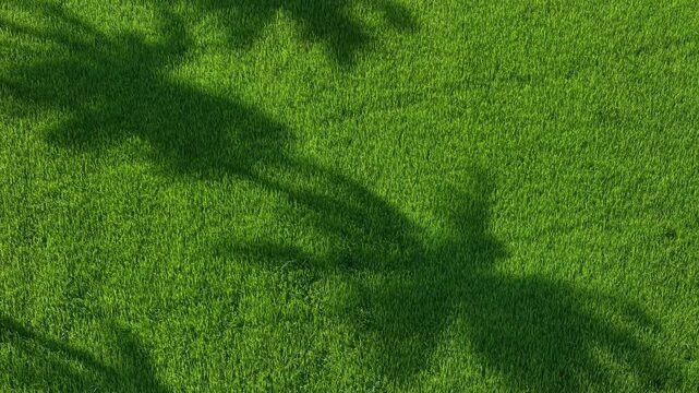 Aerial drone view of coconut tree shadow on paddy field