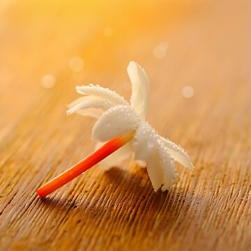 Extreme Macro Shot of Delicate White Sheuli Flowers with Bright Orange Stems on Rustic Wooden Surface