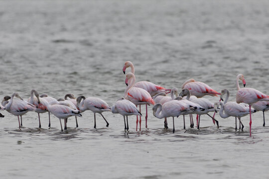 Flamingos flock wading in Walvis Bay lagoon in Namibia