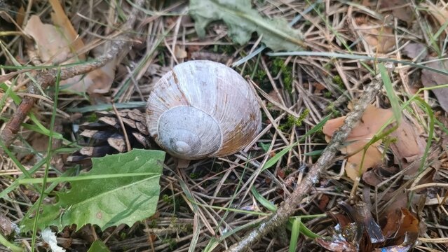 A light brown and white snail shell with spiral ridges rests on a forest floor covered in pine needles, dry leaves, moss, and twigs.