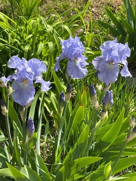 Fresh blue bearded iris flowers