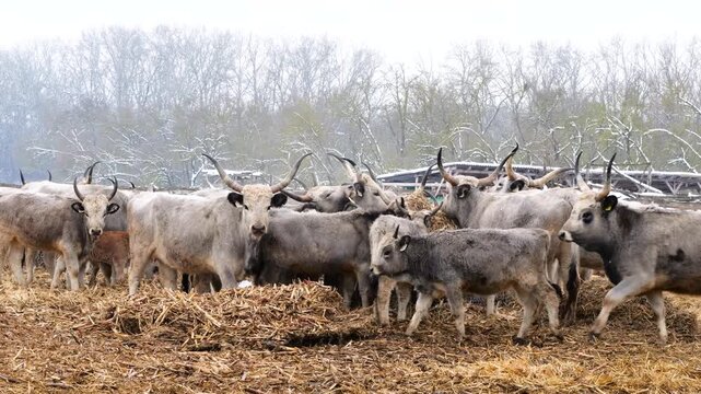 Herd of hungarian grey cattle, a traditional and protected animal breed, feeding on a farm