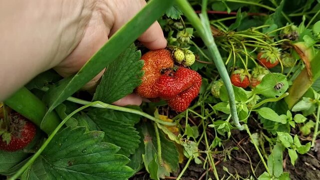 Woman picking deformed strawberry in garden.
