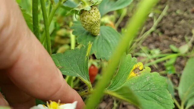  Woman checking harvest of red and green berries among leaves.