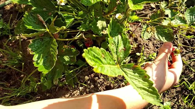 Child hand gathering ripe strawberry in garden.