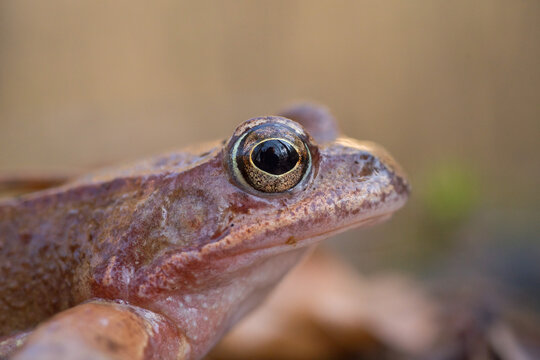 frog on a tree