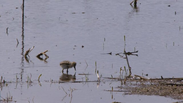 Lone little Avocet chick forages for insects in pond with copy space