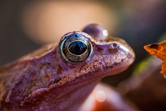 frog on a tree