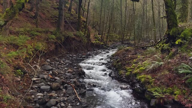Winding forest creek bordered by mossy banks and smooth river stones, floodplain remnants with broken trees