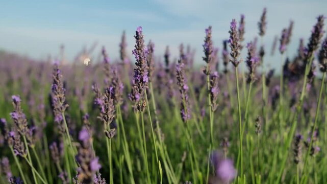 A lavender field, fragrant lavender bushes are swaying in the wind, bees are buzzing over the flowers, collecting pollen, everything is flooded with sunlight.