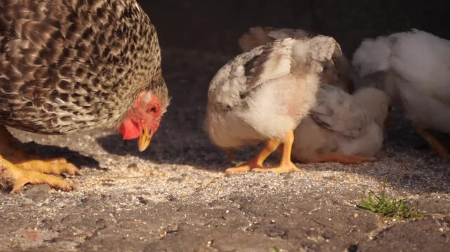 Chickens big and small eat