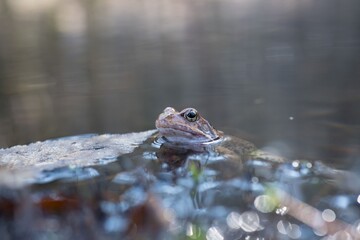 frog in the pond © Amanda