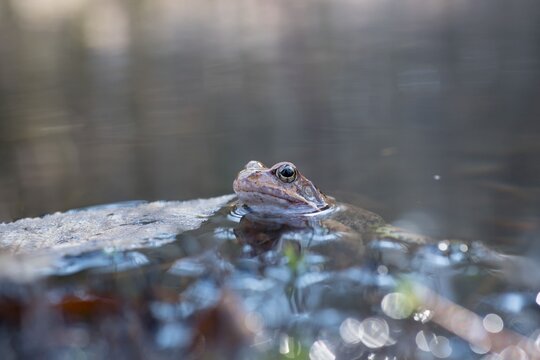 frog in the pond