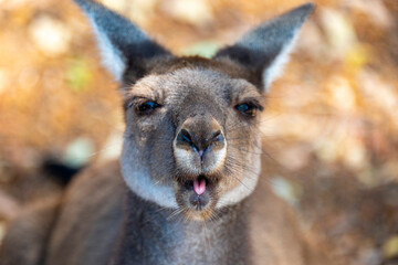 Western Grey Kangaroo in National Park © Adwo