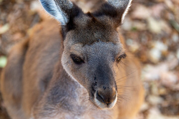 Western Grey Kangaroo in National Park © Adwo