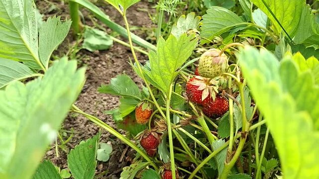 Organic berry harvest on farm field. Red ripe and raw green strawberry growing on garden bush.