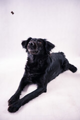 black labrador retriever © Amanda