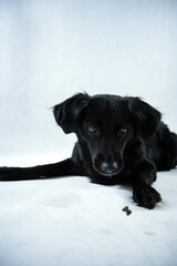 black labrador retriever © Amanda