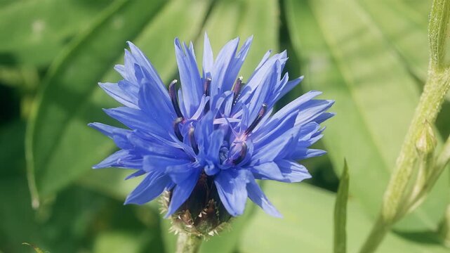 Blue cornflower blowing in the wind macro close up background stock footage