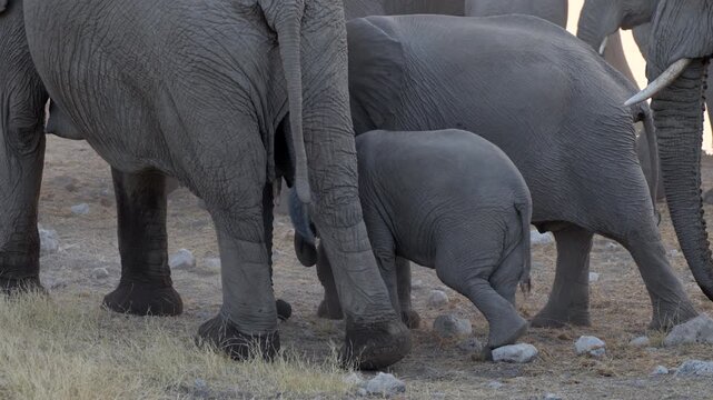 An elephant calf follows its herd around a waterhole, Etosha National Park, Namibia.