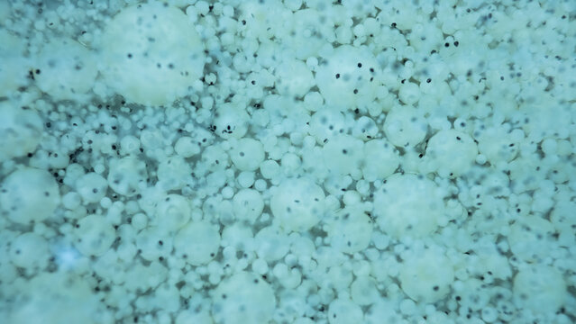 blue sponge texture