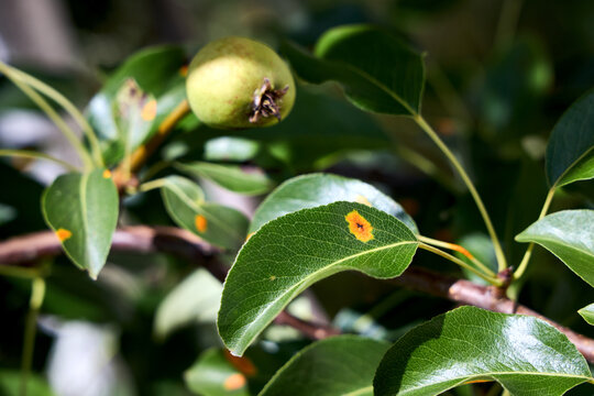 Bright orange spots of pear rust fungus, Gymnosporangium sabinae, infect green leaves and young fruit of pear tree in summer orchard. Pathogen requires juniper host to complete lifecycle.
