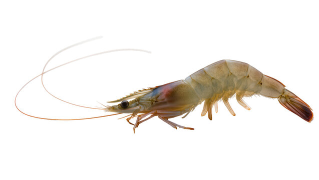 Raw shrimp with long antennae and legs on white