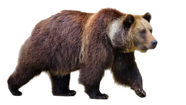 Brown bear walking full body side view, detailed fur
