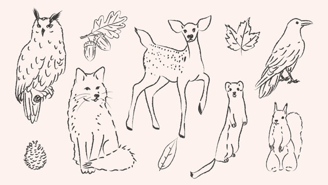 Vector set of hand drawn forest animals and autumn botanical elements with textured charcoal outlines. Vintage wild fauna doodles collection isolated on background for kids book design packaging poste