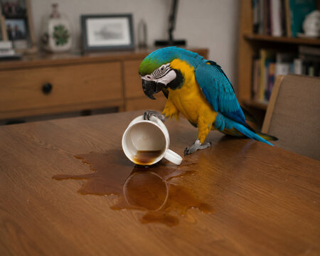 Blue and yellow macaw knocking over coffee cup on table