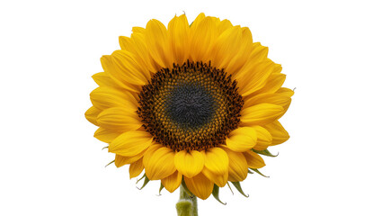 Fototapeta premium Bright yellow sunflower with dark center and green stem