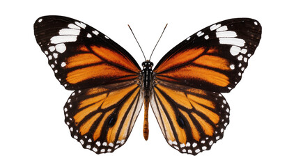 Monarch butterfly with orange black, and white wings spread © Gabriela