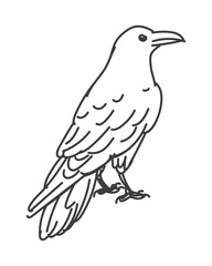 Fototapeta premium Vector linear illustration of a raven standing profile view. Minimalist black and white outline crow sketch isolated on background for bird logo design forest fauna icon print and nature branding.