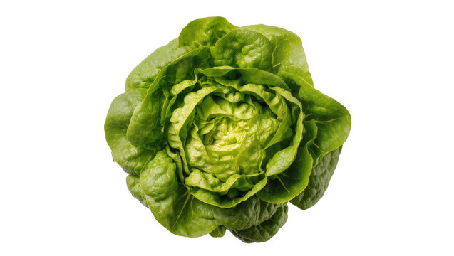 Fresh green butter lettuce head with crisp leaves