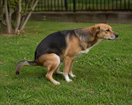 Dog defecating on green lawn in backyard