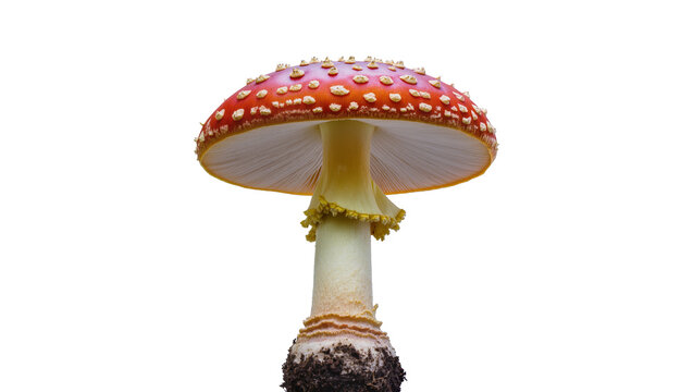Red Amanita Muscaria mushroom with white spots