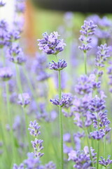 Obraz premium Soft-focus lavender flowers creating a beautiful summer background with gentle daylight.
