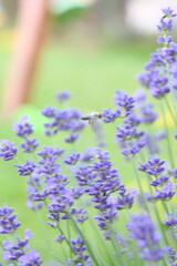 Obraz premium Blooming lavender flowers against a lush green background, captured in natural daylight. The image highlights vibrant purple blossoms, fresh greenery, and a peaceful garden atmosphere.