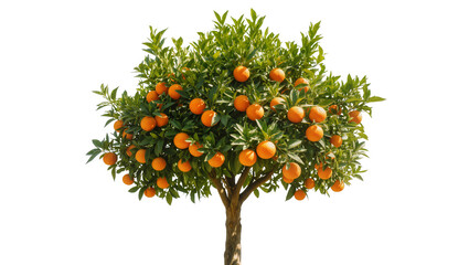 Orange tree with ripe fruits and green leaves © Anna