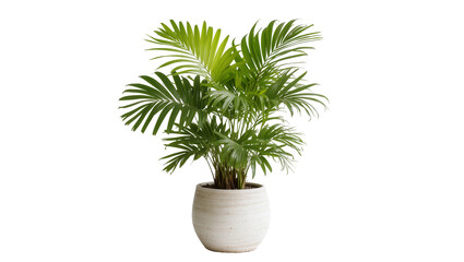 Plakat Areca palm plant in textured ceramic pot
