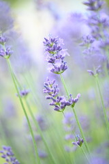 Fototapeta premium Soft-focus lavender flowers creating a beautiful summer background with gentle daylight.