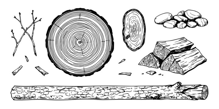 Tree Rings, Cash Money, and Wood Log Sketch in Detailed Black-and-White Line Drawing Concept, Isolated on White Background
