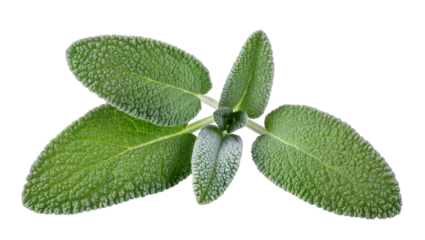 Fresh green sage leaves with textured surface © Leon
