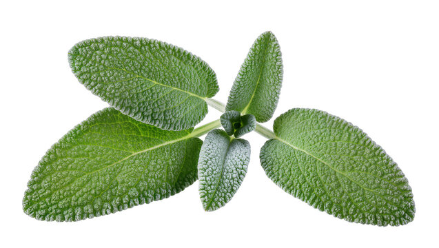 Fresh green sage leaves with textured surface
