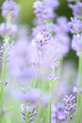 Obraz premium Soft-focus lavender flowers creating a beautiful summer background with gentle daylight.