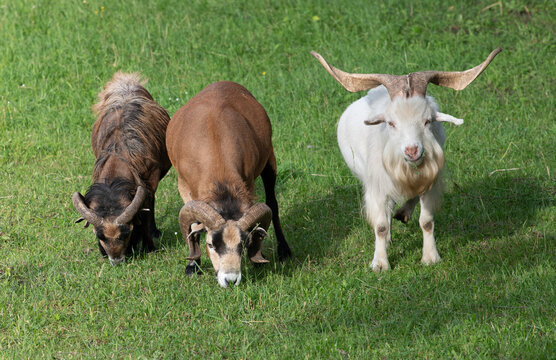 Three sheep with long horns are standing side by side in a pasture.
